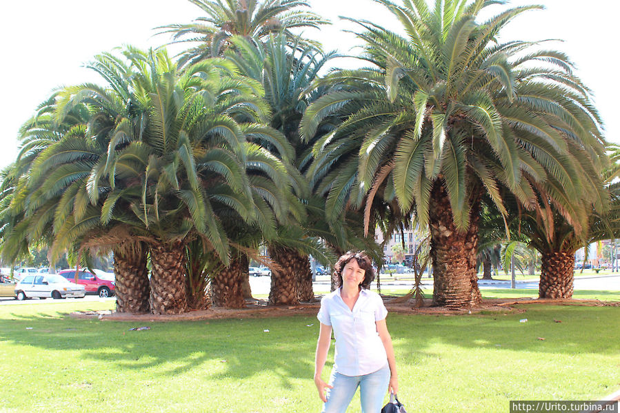 деревца возле нашего дома