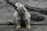 У полярного медведя 42 зуба, а длина клыков достигает 5 сантиметров.