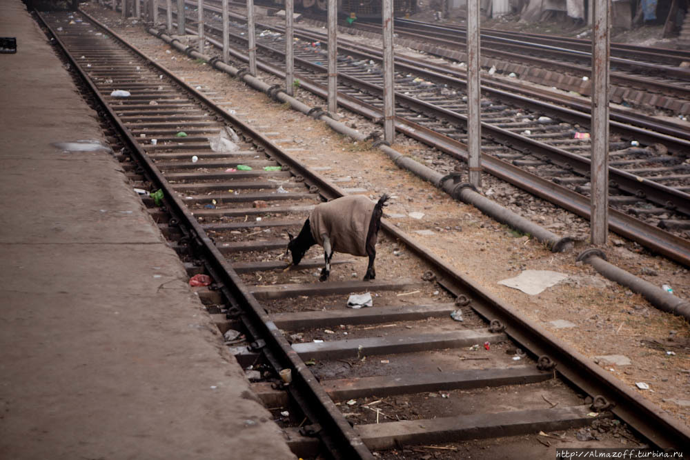 Инди Го Трип, день второй, поезд в место просветления Будды. Бодх-Гая, Индия
