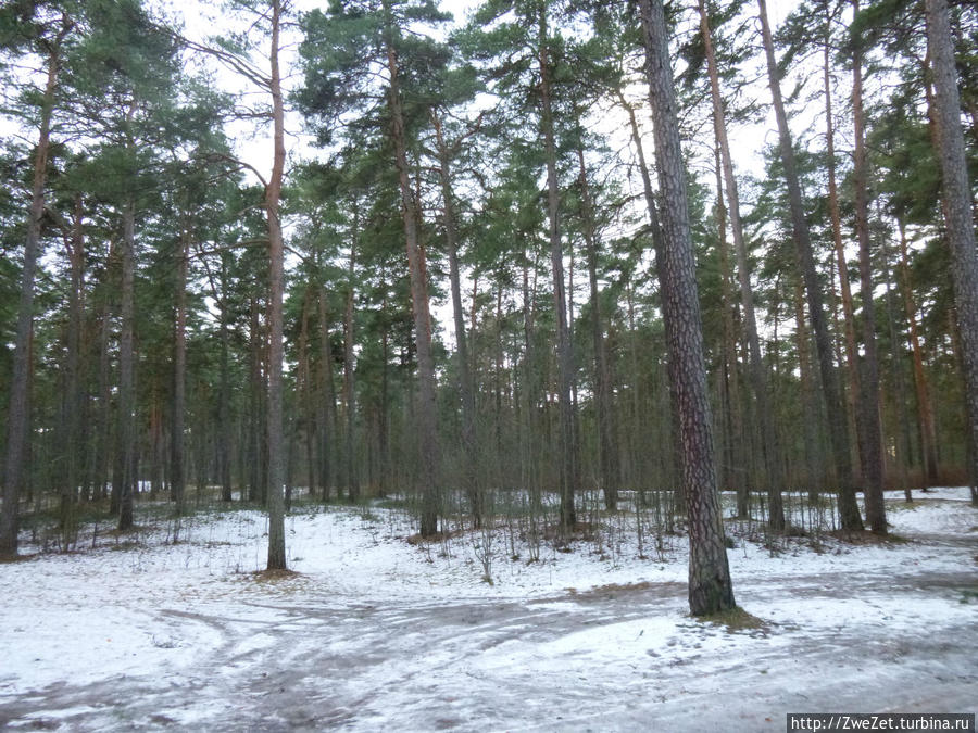 Под соснами Северной Ривьеры Сестрорецк, Россия