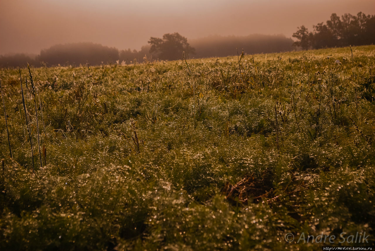 В лесу до рассвета Сигулда, Латвия