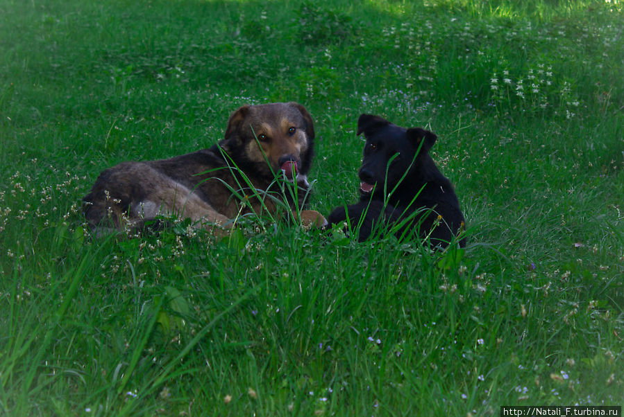 и дружелюбные ужгородские собаки Закарпатская область, Украина