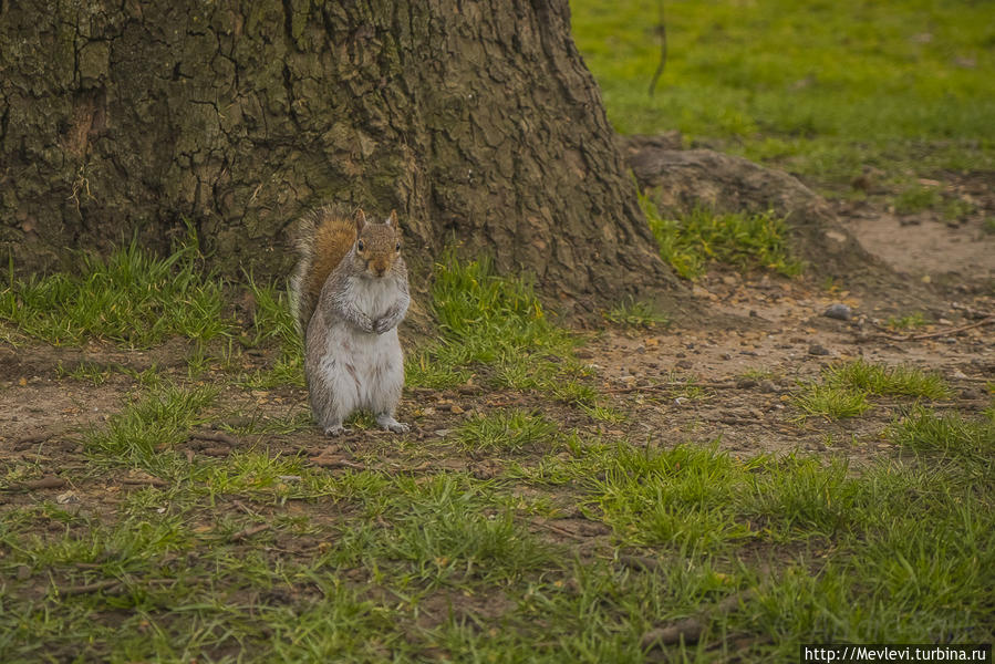 Обитатели Hyde Park Лондон, Великобритания