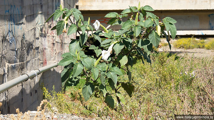 А это — Datura inoxia, дурман индейский, популяризированный Карлосом Кастанедой в его Учении Дона Хуана. Растет себе. Дает семена... Малага, Испания