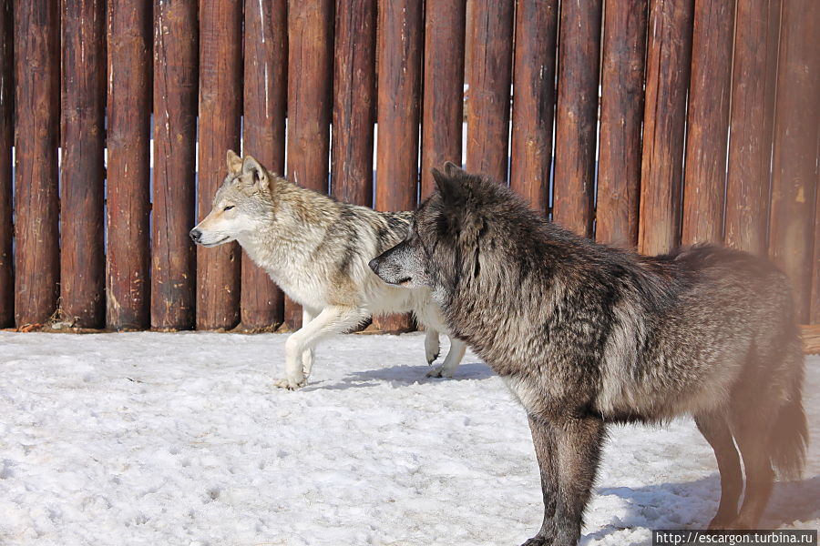 Черный канадский волк (Canis lupus pambasileus)

Обитает в степях и лесостепях Центральной и Северной частей Канады. Является подвидом волка обыкновенного. В отличие от него, чаще имеет чёрный окрас, но может быть серым или белым. В зоопарке живут 2 самца канадского волка. Их зовут Черныш и Серик. Минск, Беларусь