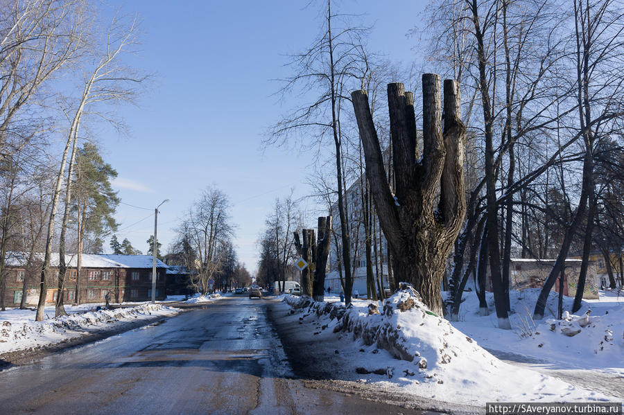 Фантастическим образом купированные деревья Краснокамск, Россия