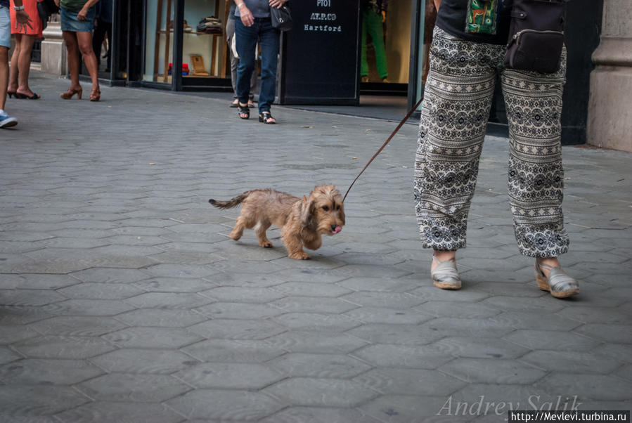 Неутомимые гости Барселоны Барселона, Испания