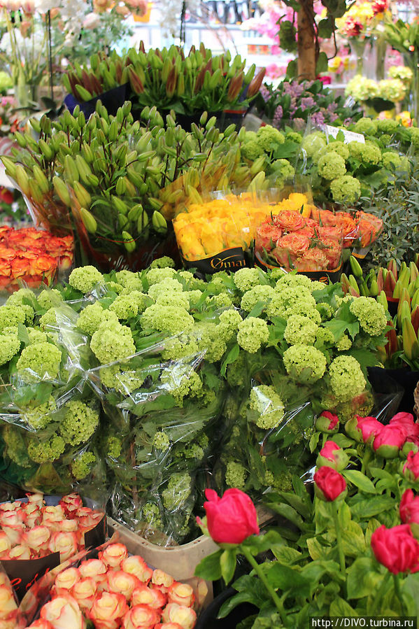 Bloemenmarkt — цветочный рынок Амстердама Амстердам, Нидерланды