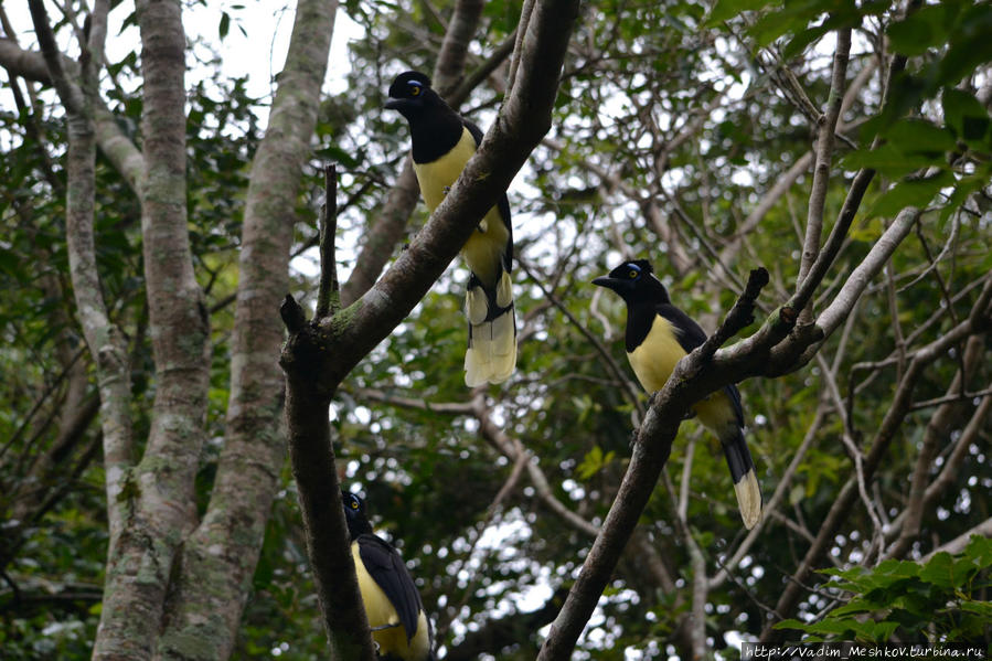 Птицы у водопадов Игуасу.