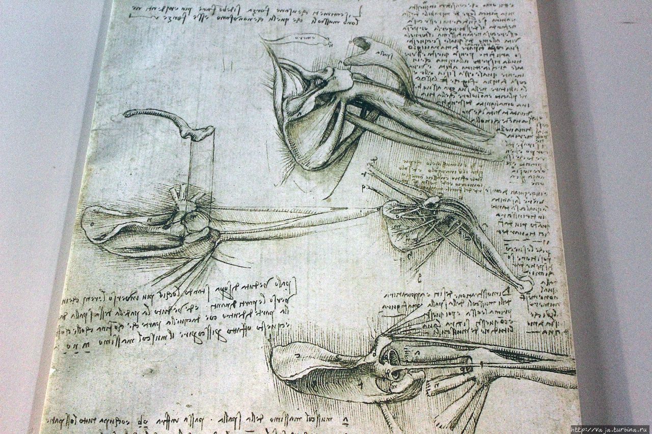 Медицинские исследования Леонардо да Винчи Венеция, Италия