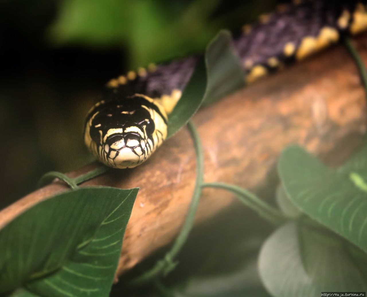 Змеи в зоопарке Мехико Мехико, Мексика