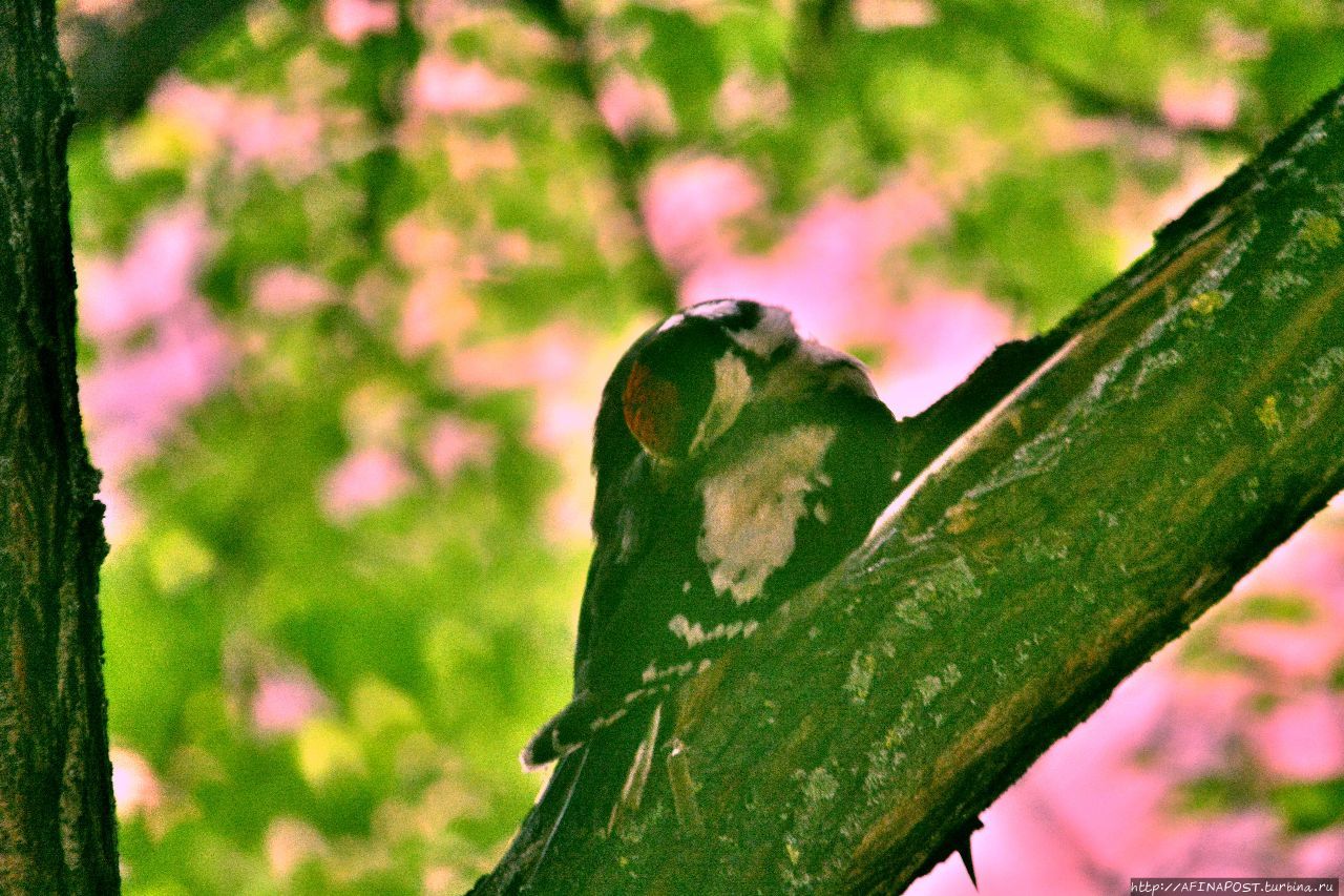 Дятел. Фиеста Москва и Московская область, Россия