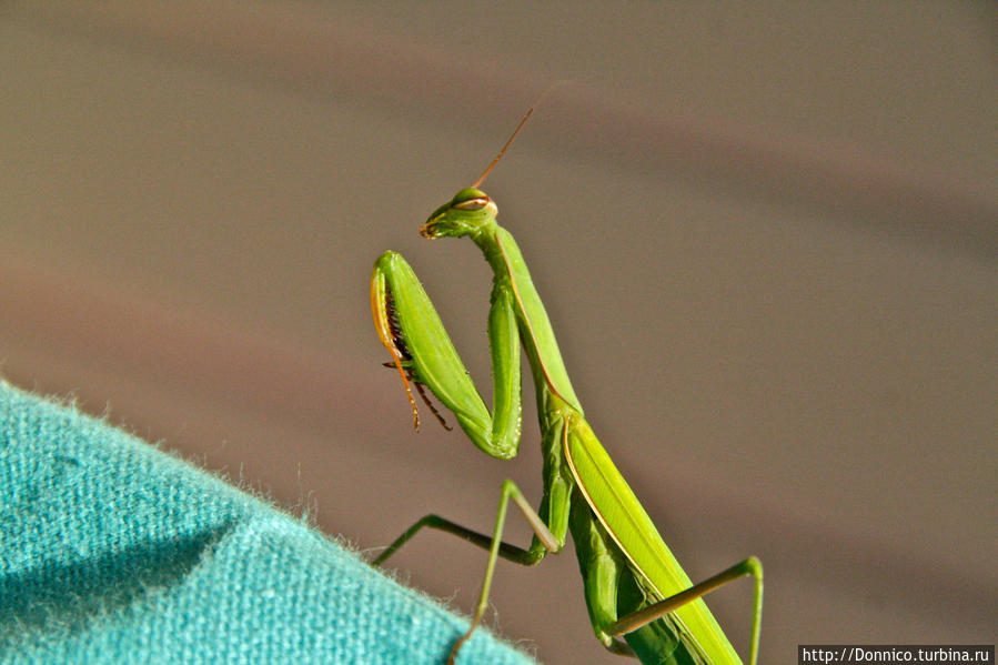 Молился ли ты на ночь, Богомол? Каталония, Испания