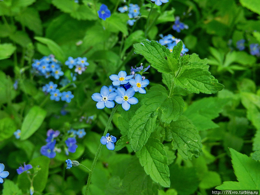 Там цветут незабудки, как боги