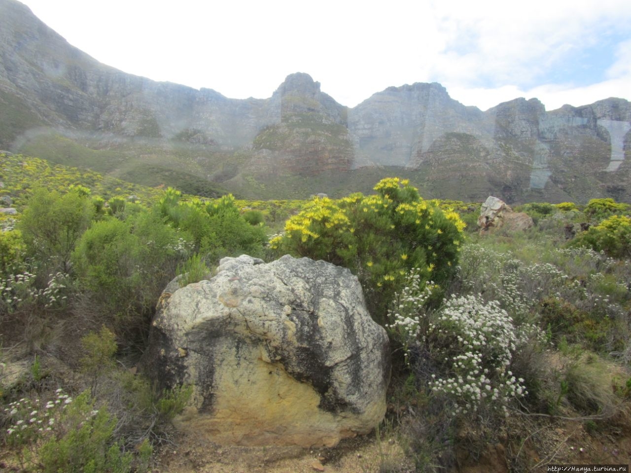 Капская флористическая область Кейптаун, ЮАР