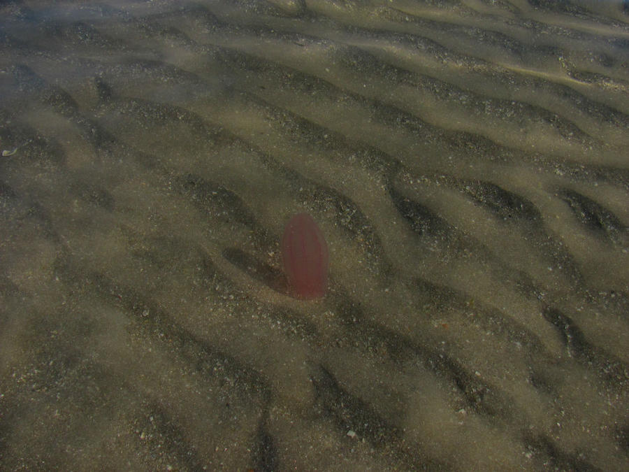 В прибрежных водах плавало множество красноватых медуз (?) странной бочкообразной формы. Хоннинсвог, Норвегия