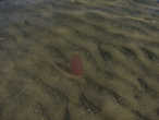 В прибрежных водах плавало множество красноватых медуз (?) странной бочкообразной формы.