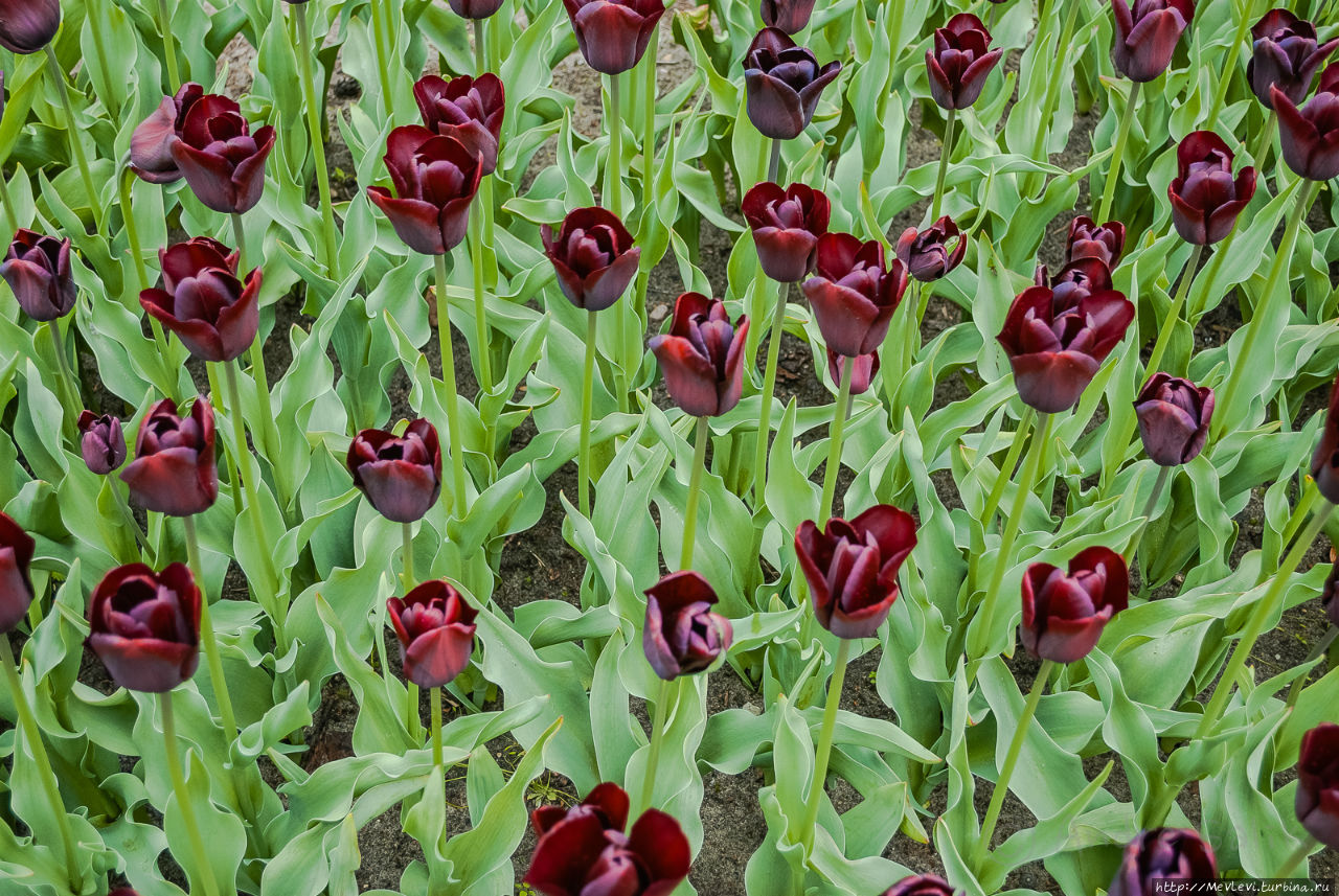 Тюльпаны в Юрмале Юрмала, Латвия