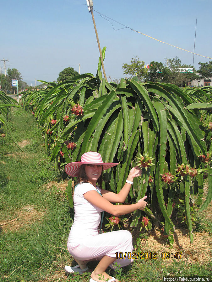 плантации сердца дракона или драконьего фрукта Муй-Не, Вьетнам
