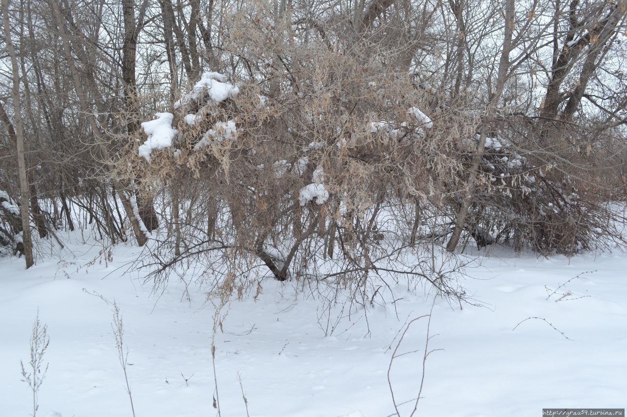 Серо-белые оттенки зимы Садовое, Казахстан