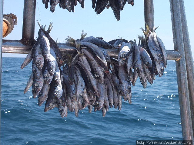 Морская рыбалка в Алуште Алушта, Россия