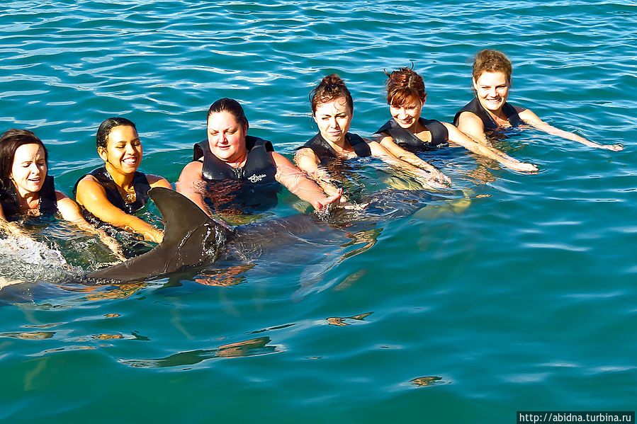 Купание с дельфинами Негрил, Ямайка