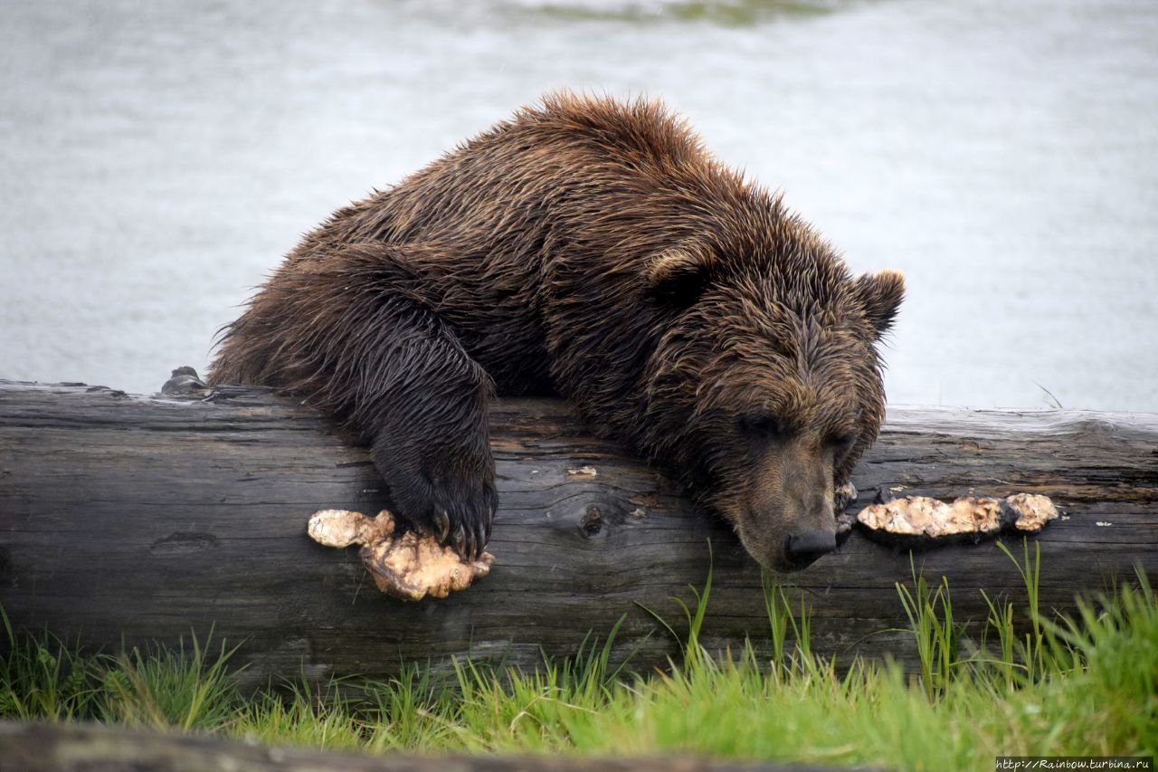 Какого зверя голыми. Животные Аляски. Животные охрана. Фото животных под охраной. Животные Аляски коллаж.