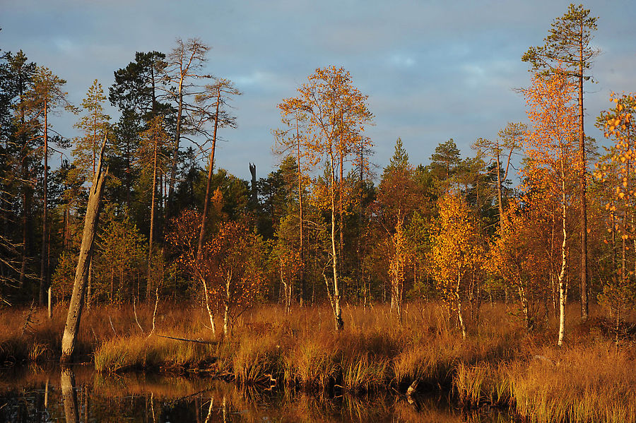 Осень Республика Карелия, Россия