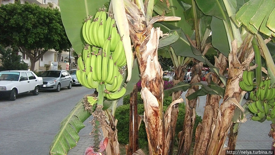 Вот такие бананы растут прямо на улицах Махмутлар, Турция