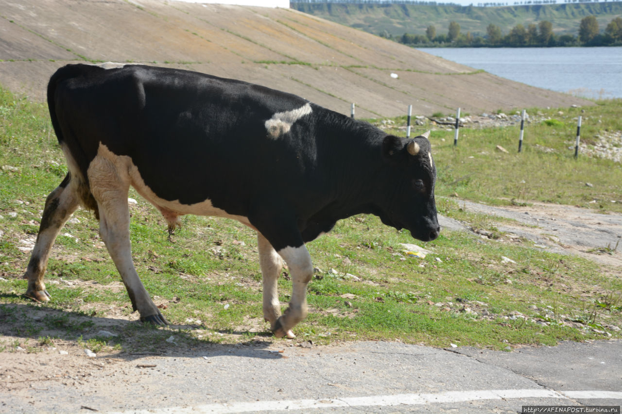 На пароме Лысково, Россия