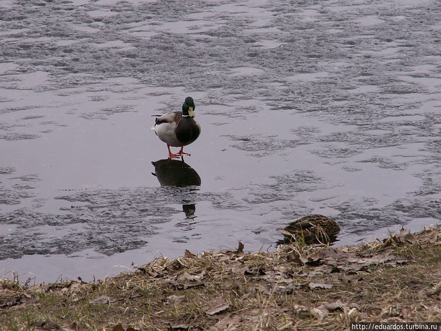 Апрель в Царском селе Пушкин, Россия
