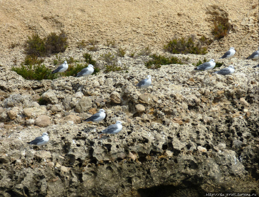 Чайки Магалуф, остров Майорка, Испания