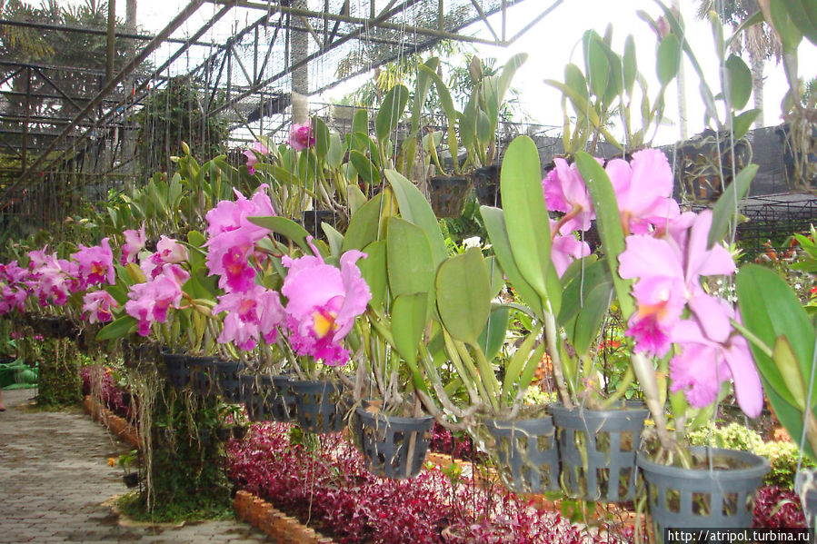 Орхидея — символ Тайланда Паттайя, Таиланд