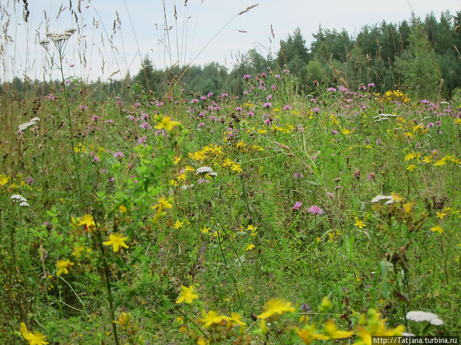 разнообразие полевых цветов Кургальский заказник, Россия