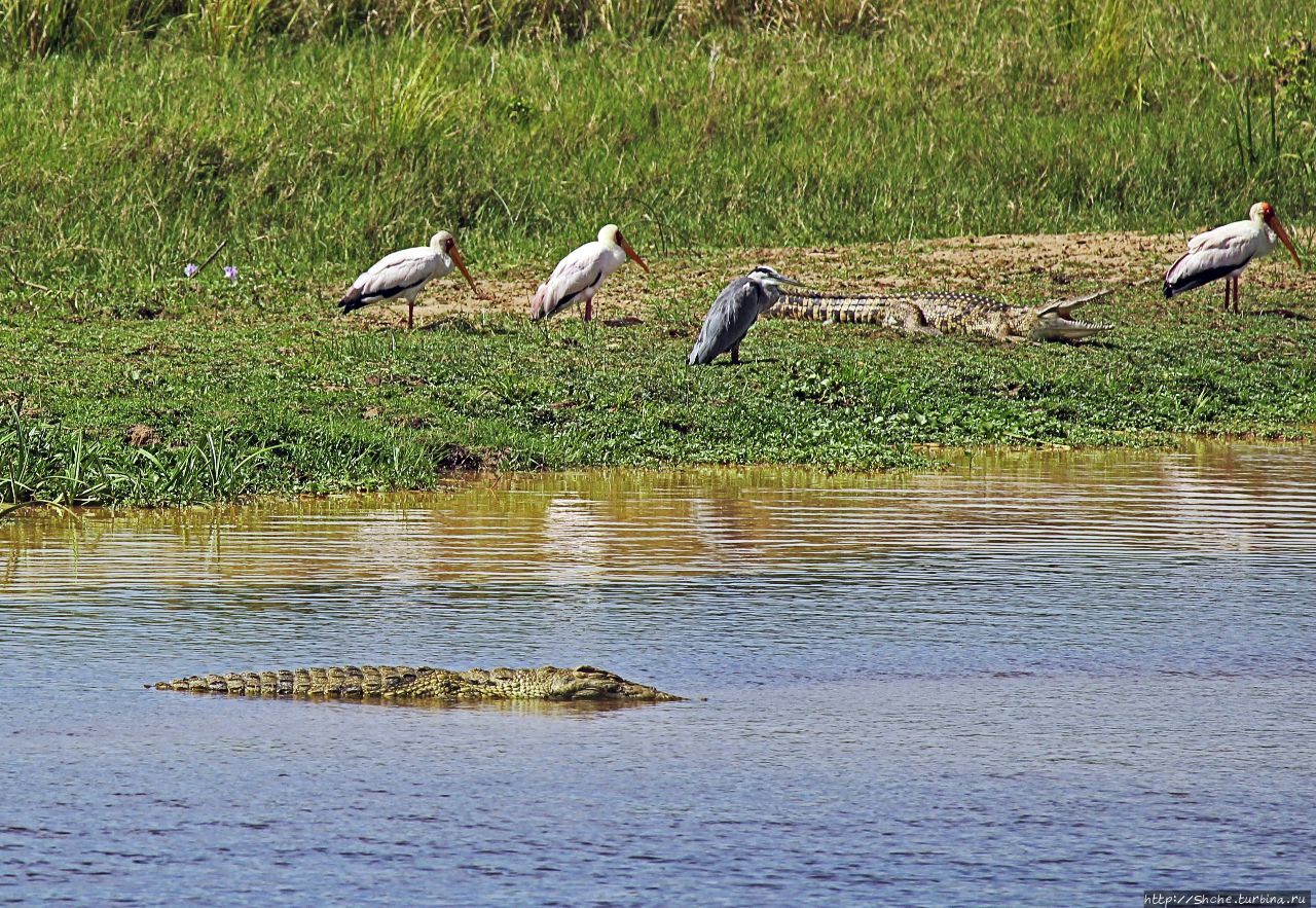 А-а, крокодилы,  бегемоты... Круиз по Виктория-Нилу Мёрчисон-Фоллс Национальный Парк, Уганда