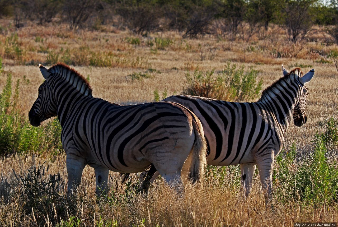 Вот Гну и Импала, они, если честно не пара, не пара, не пара Этоша Национальный Парк, Намибия