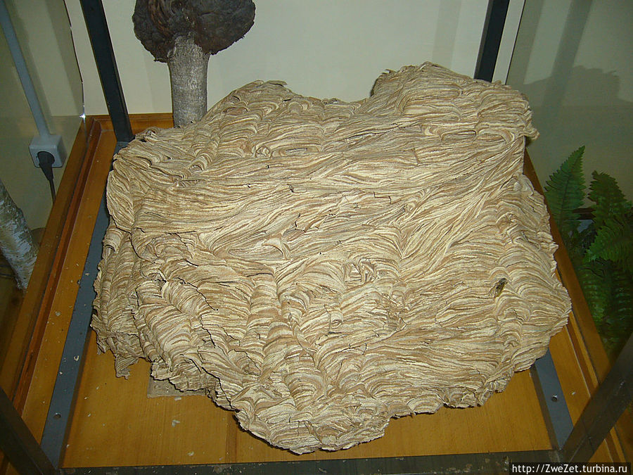 Это гнездо европейского шершня принесли в музей местные дачники, обнаружившие его в своем загородном доме Остров, Россия