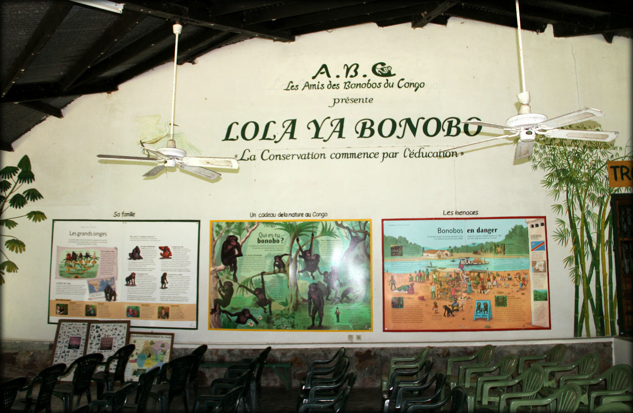 Доклад: Бонобо: миролюбивые и Бонобо: миролюбивые и сексуальные