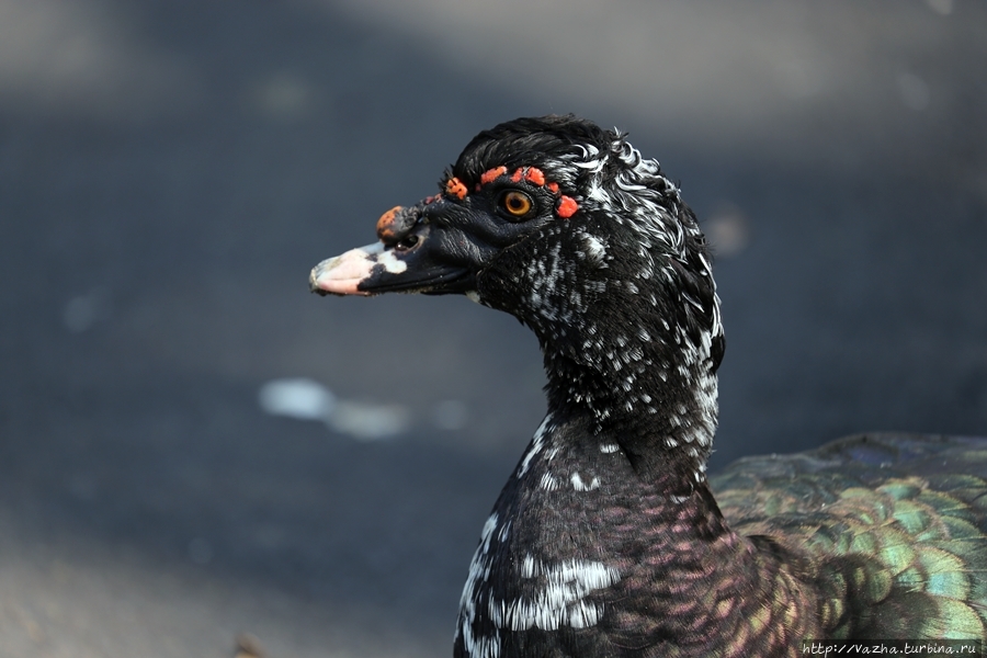 Зоопарк Буэнос-Айреса Буэнос-Айрес, Аргентина