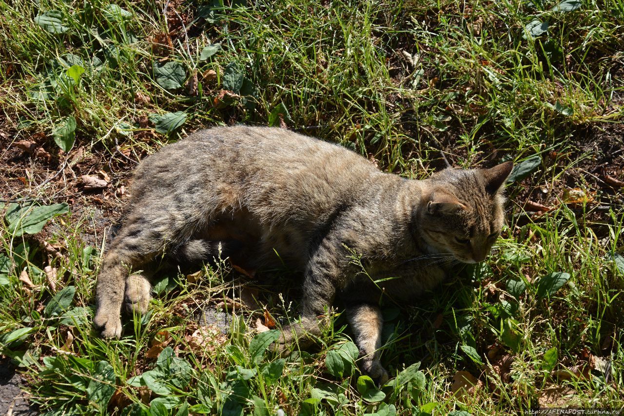 Монастырские кошки. На ловца и дичь бежит Александров, Россия