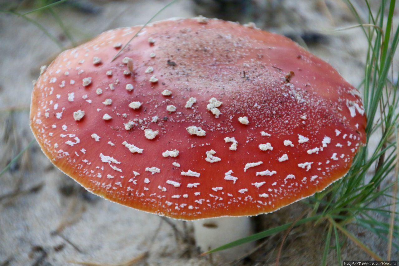 Кто ты, Мухомор? Тудозеро (озеро), Россия