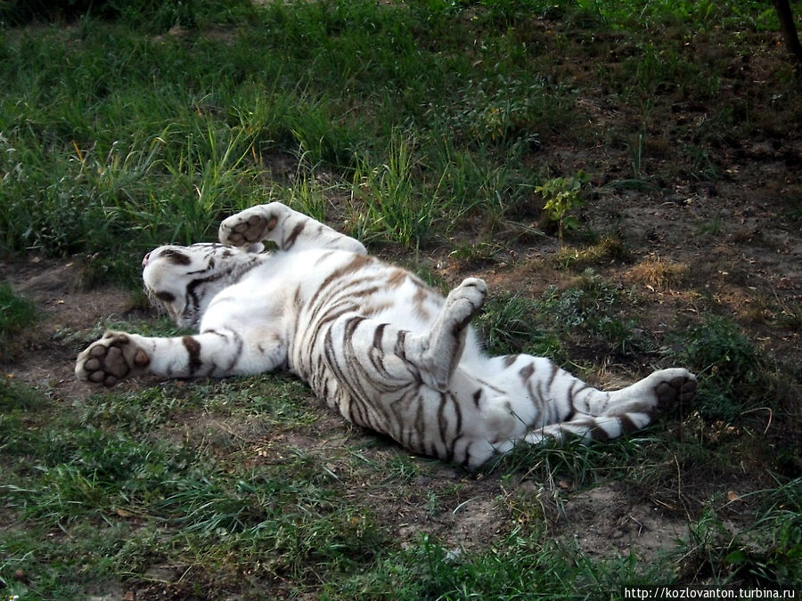 Что тебе снится, белый наш тигр? Новосибирск, Россия