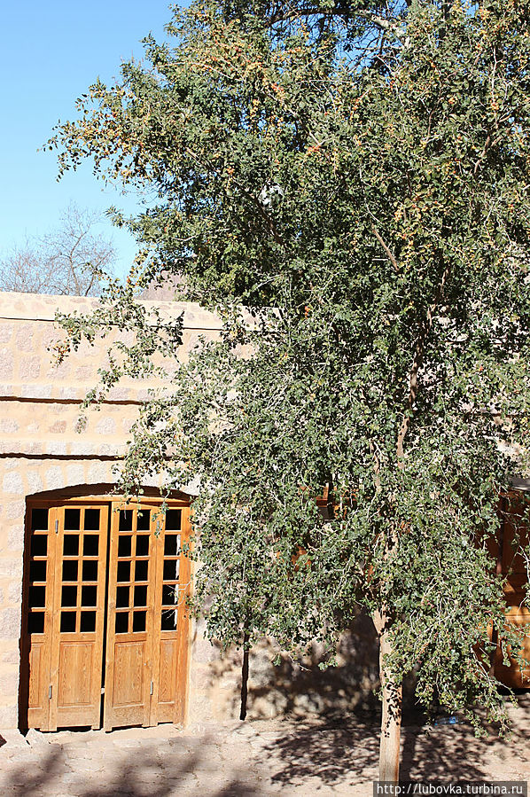 В Саду Мужского Монастыря Святой Екатерины.
Вот это растение целиком. Монастырь Святой Екатерины, Египет