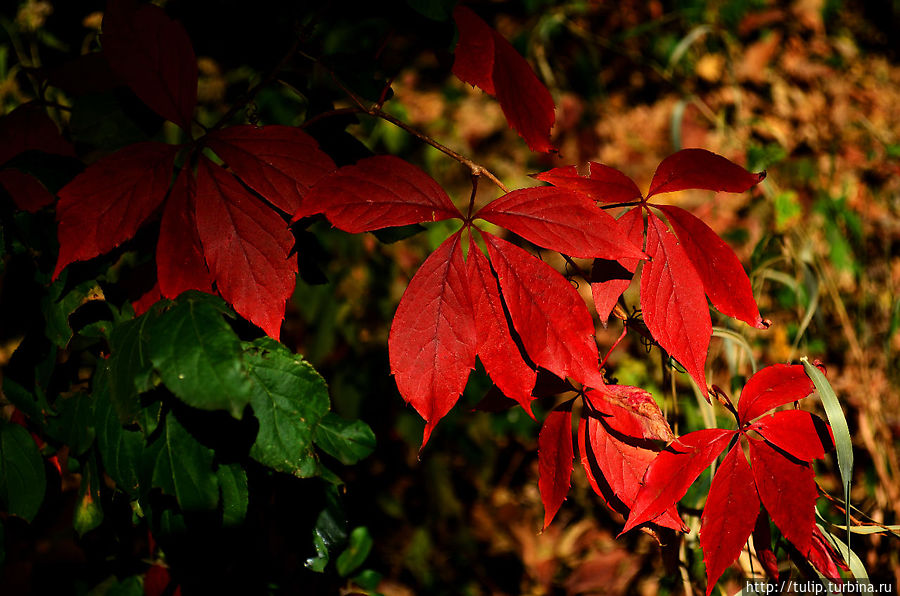 За что ЕЁ любить??? Штат Миннесота, CША