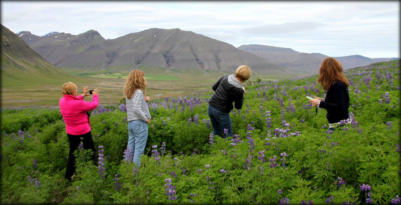 Рождённая вулканами ч.7 — самая западная точка Исландии Западные Фьорды, Исландия