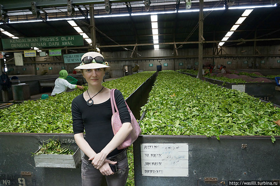 Экскурсия на чайный завод. Ява, Индонезия