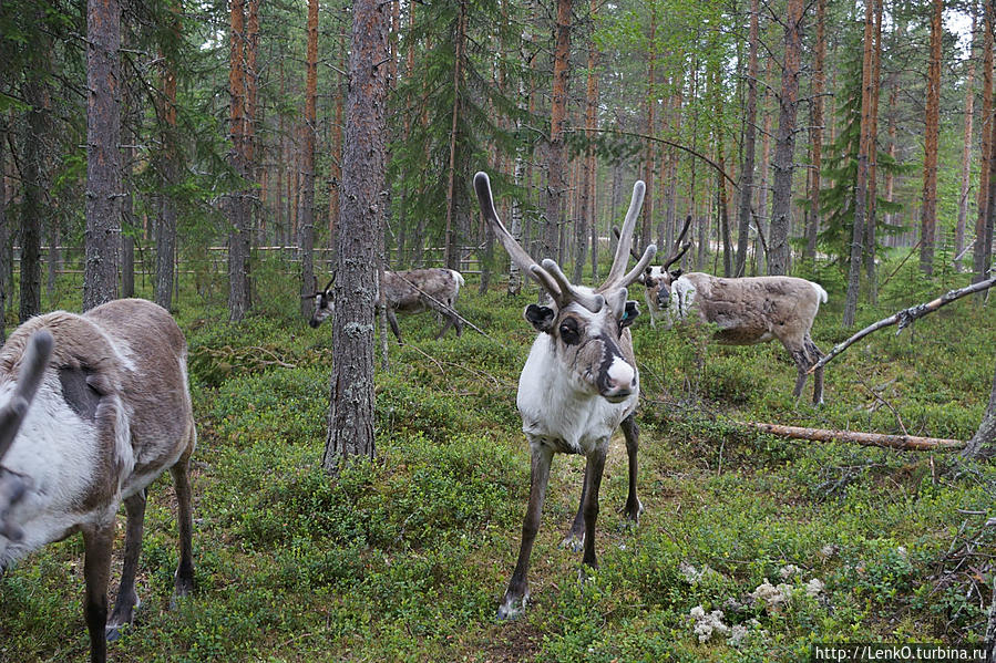 Sieriporo Safaris Провинция Лапландия, Финляндия