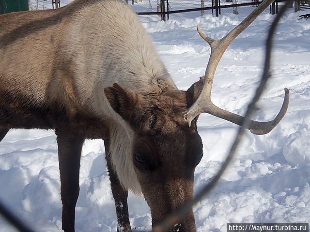 Идет замена рогов.