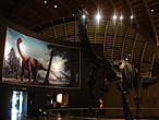 В триасовом зале есть экспонаты динозавров, обитавших в триасе (с 251 до 200 миллионов лет назад). Также показаны гастролиты, копролиты (окаменелый навоз), яйца и гнёзда. Скелет платеозавра — самый крупный в этом зале.