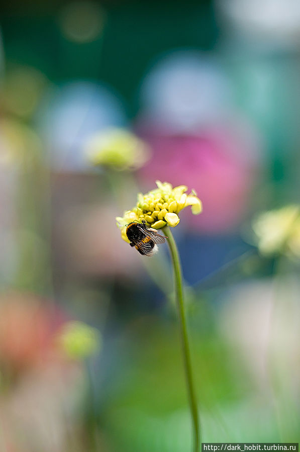 Цветы Парка им. Горького